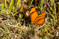 Dryas iulia alcionea