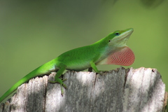 Anolis carolinensis