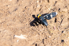 Hyperalonia morio morio