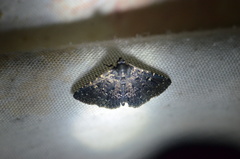 Metalectra tantillus