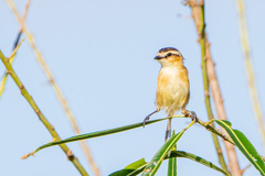 Culicivora caudacuta