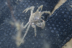 Litocheira bispinosa