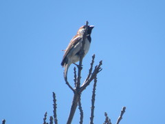 Passer domesticus