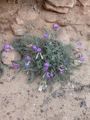 Astragalus zionis