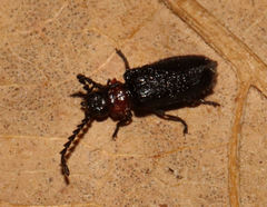 Ditemnus bidentatus