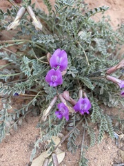 Astragalus zionis