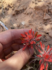 Castilleja scabrida