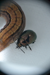 Hypericia