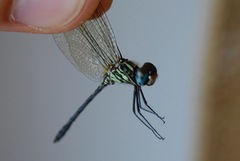 Dythemis