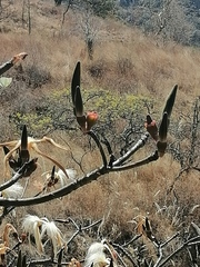 Pseudobombax palmeri
