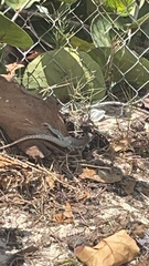 Pholidoscelis plei