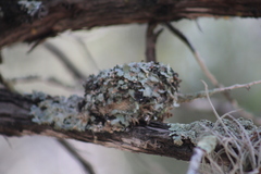 Trochilidae