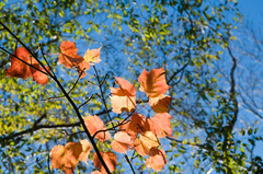 Acer morrisonense