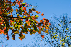 Acer morrisonense