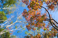 Acer morrisonense