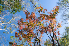 Acer morrisonense