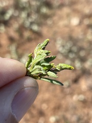 Senecio aphanactis