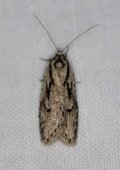 Semioscopis aurorella