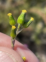 Senecio aphanactis