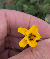 Viola pedunculata