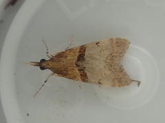 Antiscopa epicomia