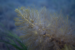 Caulocystis cephalornithos