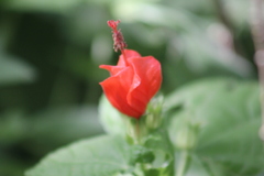 Malvaviscus arboreus