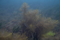 Caulocystis cephalornithos