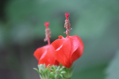 Malvaviscus arboreus