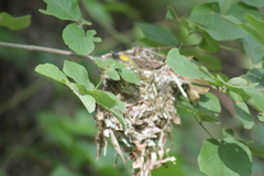 Vireo griseus