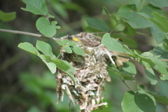Vireo griseus