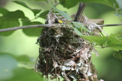 Vireo griseus