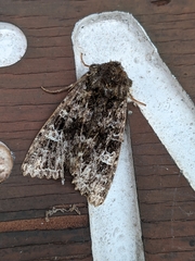 Neumichtis sepultrix