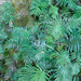 Plagiogyria glauca - Photo (c) Cheng-Tao Lin,  זכויות יוצרים חלקיות (CC BY), הועלה על ידי Cheng-Tao Lin