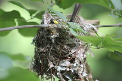 Vireo griseus