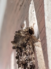 Neumichtis sepultrix