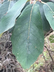 Quercus polymorpha