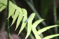 Coenagrionidae