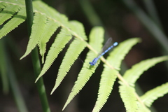 Coenagrionidae