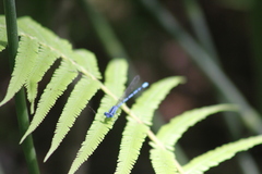 Coenagrionidae