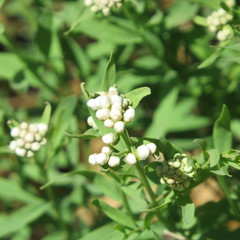 Comandra umbellata pallida