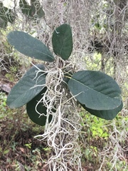 Quercus polymorpha