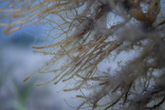 Caulocystis cephalornithos