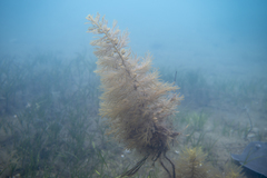 Caulocystis cephalornithos