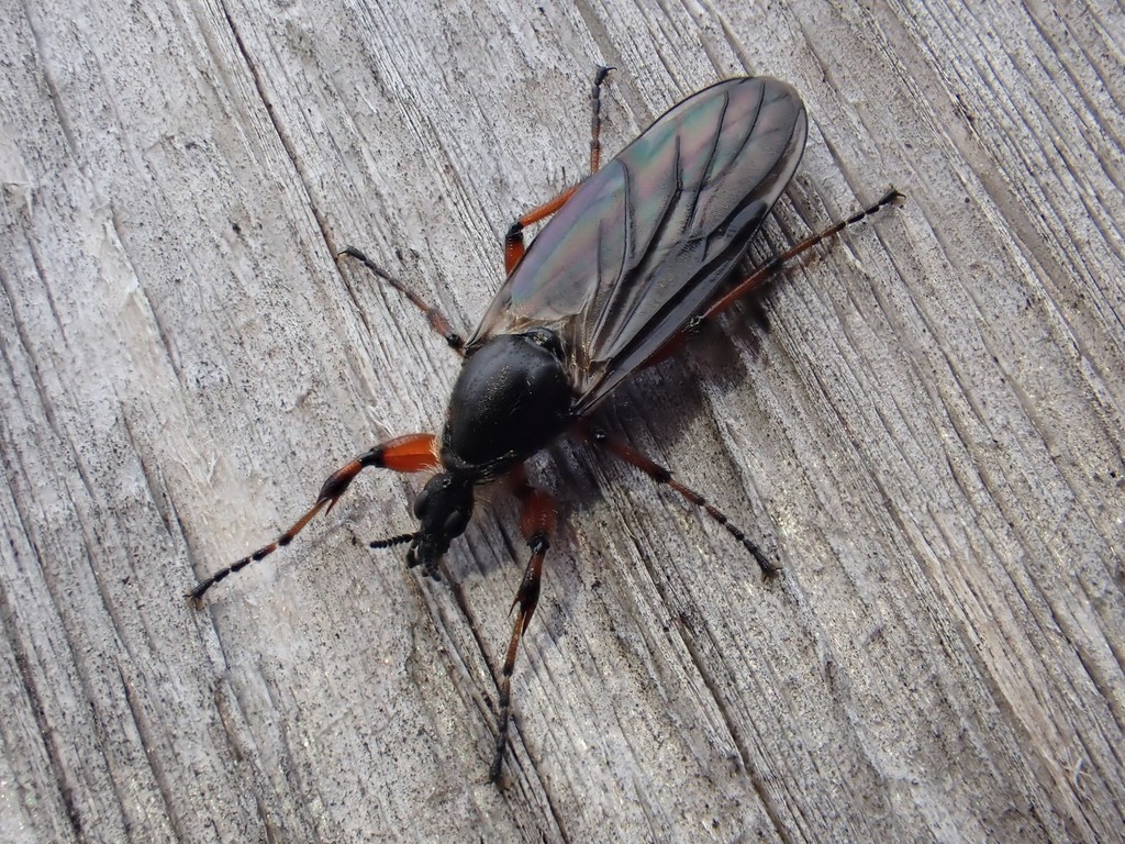 Yellow-footed March fly