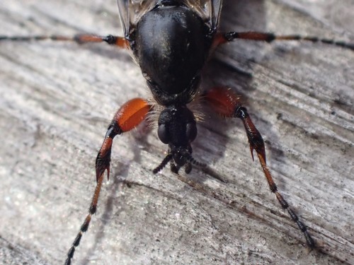Yellow-footed March fly photo 5