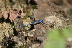 Argia funebris