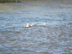 Clangula hyemalis image