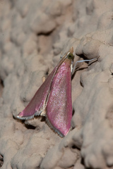 Pyrausta inornatalis