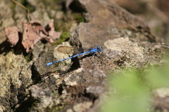 Argia funebris